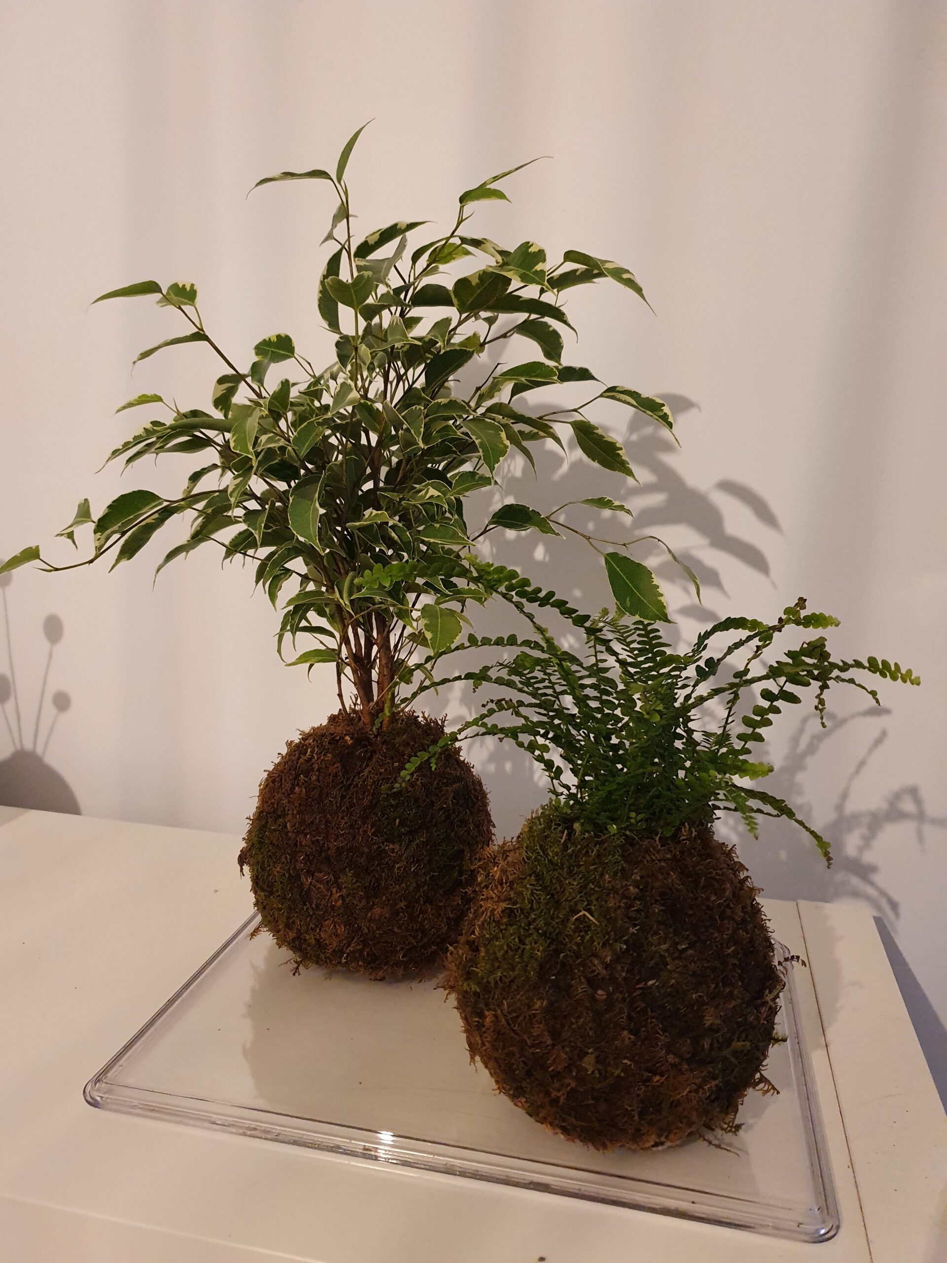 kokedama 2